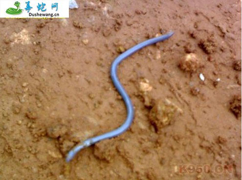 卡拉西方细盲蛇(无毒蛇)详细资料、图片及品种介绍