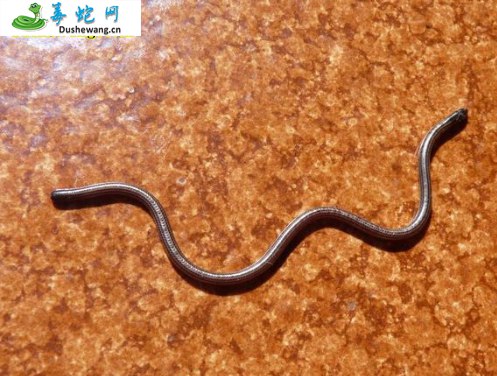 黑细盲蛇(无毒蛇)详细资料、图片及品种介绍