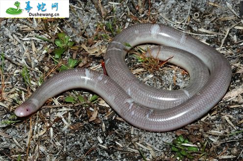 澳洲钩盲蛇(无毒蛇)详细资料、图片及品种介绍