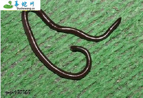 铁线蛇(无毒蛇)详细资料、图片及品种介绍