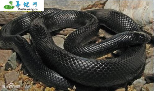 黑王蛇(无毒蛇)详细资料、图片及品种介绍