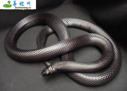 黑王蛇图片