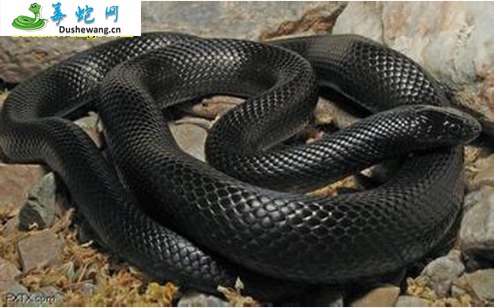 墨西哥黑王蛇图片