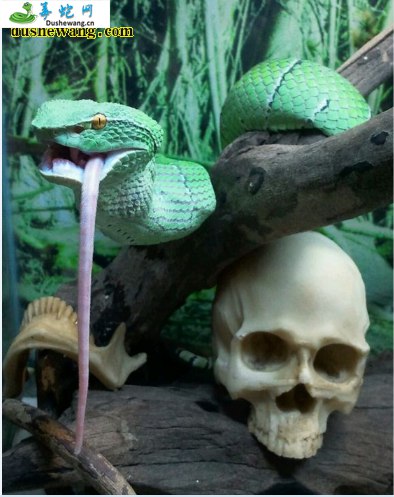 菲律宾铠甲蝮(有毒蛇)详细资料、图片及品种介绍