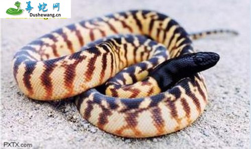 黑头盾蟒(无毒蛇)详细资料、图片及品种介绍