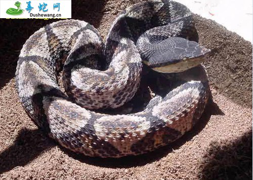 湖北蕲蛇(有毒蛇)详细资料、图片及品种介绍
