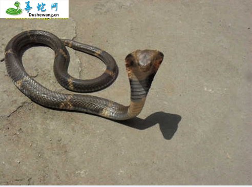饭铲头蛇(有毒蛇)详细资料、图片及品种介绍