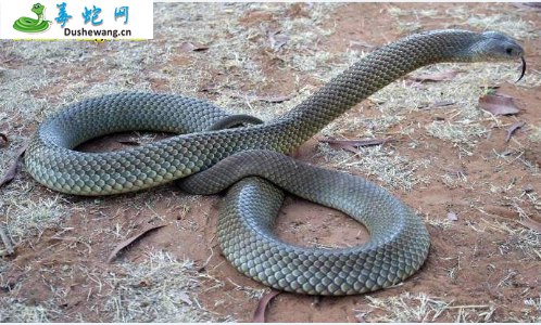 棕伊澳蛇(有毒蛇)详细资料、图片及品种介绍