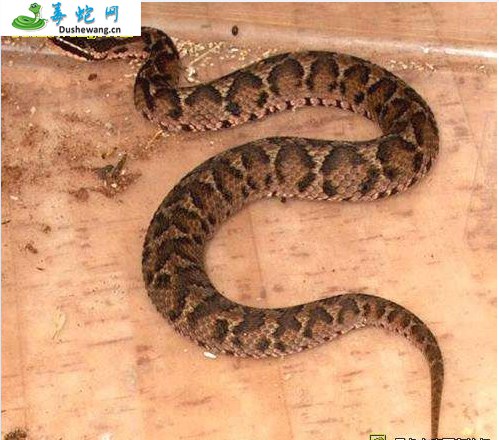 土斑蛇(有毒蛇)详细资料、图片及品种介绍