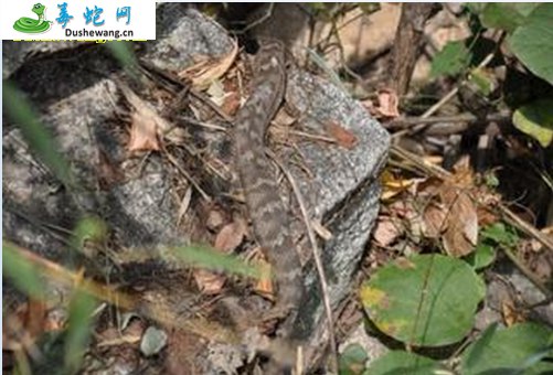 土灰蛇(有毒蛇)详细资料、图片及品种介绍
