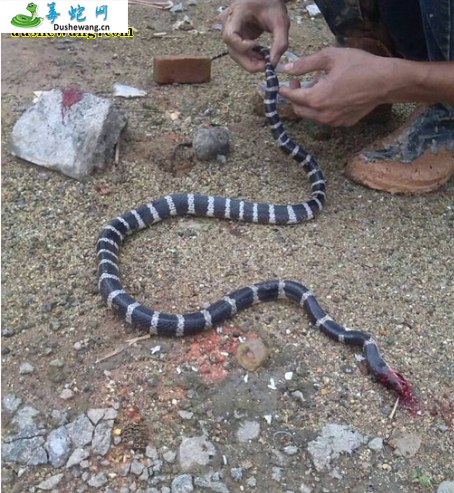 白带蛇(有毒蛇)详细资料、图片及品种介绍