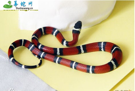 帕布拉奶蛇(无毒蛇)详细资料、图片及品种介绍