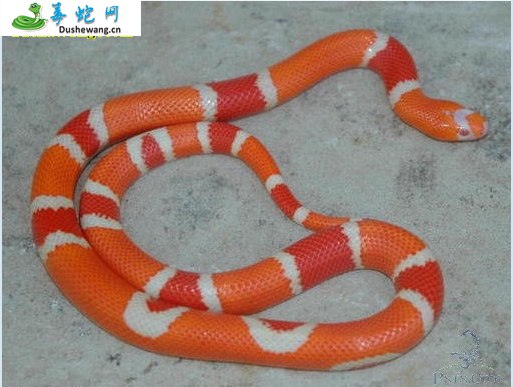 洪都拉斯奶蛇(无毒蛇)详细资料、图片及品种介绍
