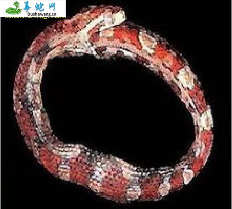环箍蛇(有毒蛇)详细资料、图片及品种介绍