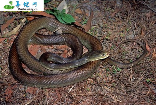 大番蛇(有毒蛇)详细资料、图片及品种介绍