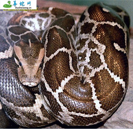 亚洲岩蟒(无毒蛇)详细资料、图片及品种介绍
