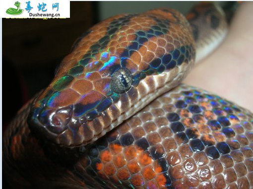彩虹蟒(无毒蛇)详细资料、图片及品种介绍