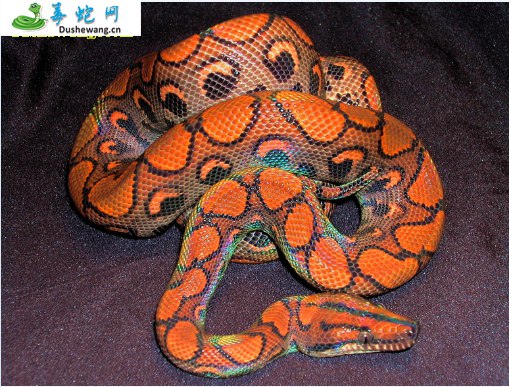 哥伦比亚彩虹蟒(无毒蛇)详细资料、图片及品种介绍