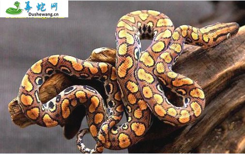 巴西彩虹蟒(无毒蛇)详细资料、图片及品种介绍