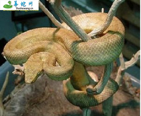 所罗门树蟒(无毒蛇)详细资料、图片及品种介绍