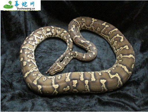 安哥拉蟒(无毒蛇)详细资料、图片及品种介绍