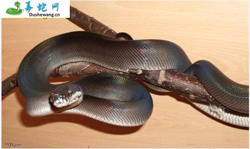 白唇蟒(无毒蛇)详细资料、图片及品种介绍