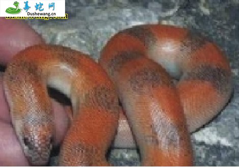 棕沙蟒(无毒蛇)详细资料、图片及品种介绍