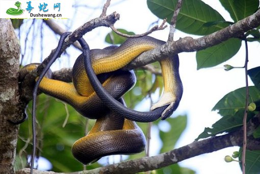 水岩蟒(无毒蛇)详细资料、图片及品种介绍