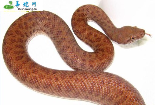 珀兹星蟒(无毒蛇)详细资料、图片及品种介绍