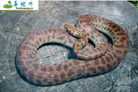 邱准氏星蟒(无毒蛇)详细资料、图片及品种介绍