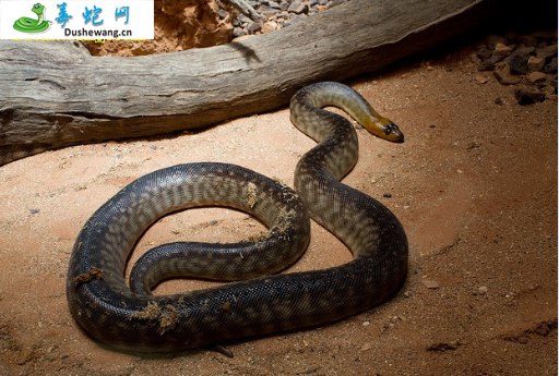 沃玛蟒(无毒蛇)详细资料、图片及品种介绍