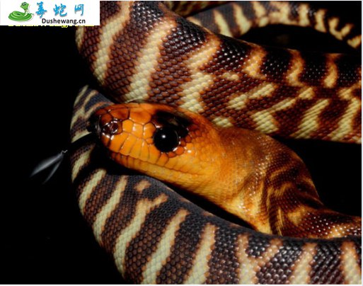 窝玛蟒(无毒蛇)详细资料、图片及品种介绍
