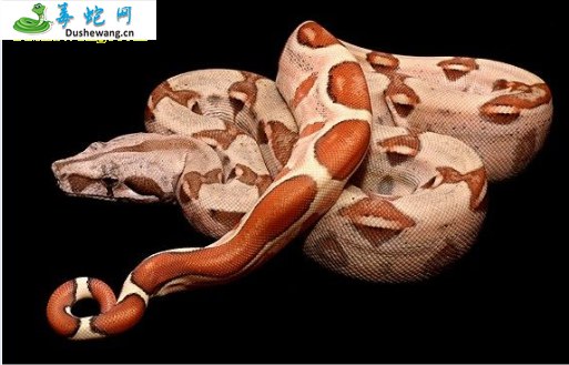 红尾蟒(无毒蛇)详细资料、图片及品种介绍