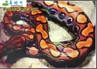 牙买加水蟒(无毒蛇)详细资料、图片及品种介绍