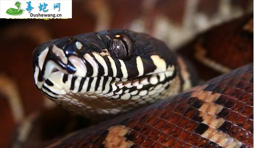 黑钻树蟒(无毒蛇)详细资料、图片及品种介绍