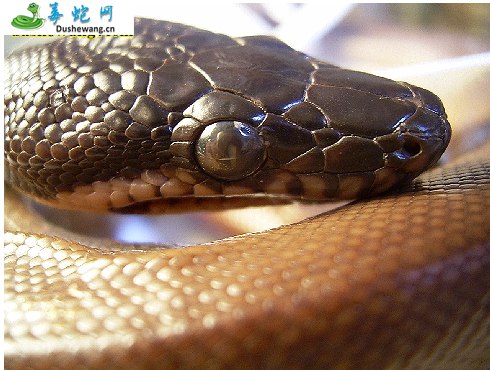 巴布亚蟒(无毒蛇)详细资料、图片及品种介绍