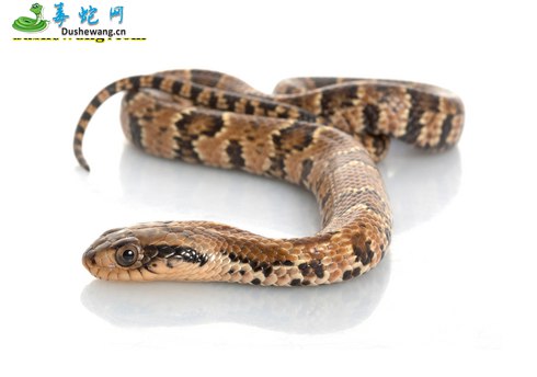 巴西水王蛇(微毒蛇)详细资料、图片及品种介绍