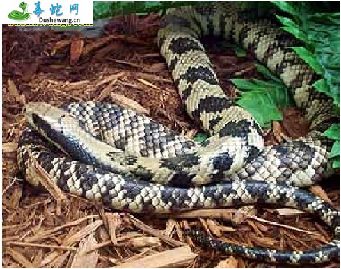 南美水蛇(微毒蛇)详细资料、图片及品种介绍