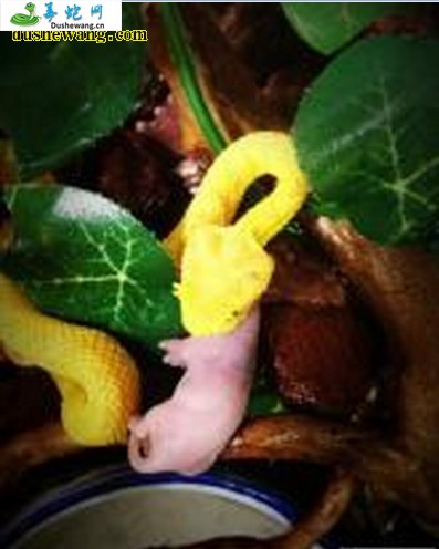 睫角棕榈蝮(有毒蛇)详细资料、图片及品种介绍