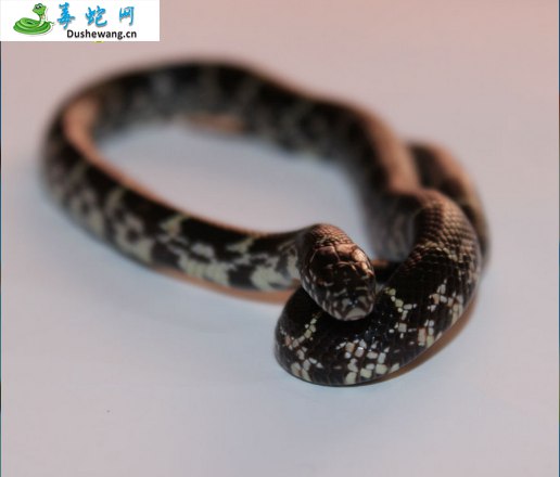 布鲁克王蛇(无毒蛇)详细资料、图片及品种介绍