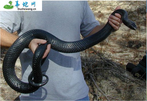 森王蛇(无毒蛇)详细资料、图片及品种介绍