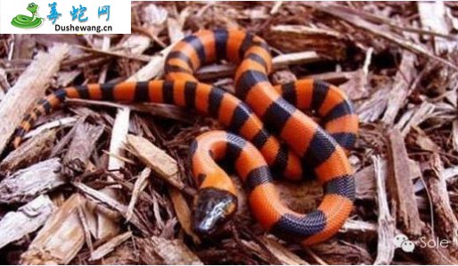 环纹蟒(无毒蛇)详细资料、图片及品种介绍