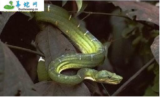 看家蛇(无毒蛇)详细资料、图片及品种介绍