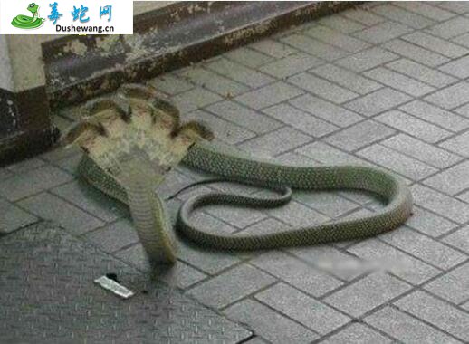 五头蛇
