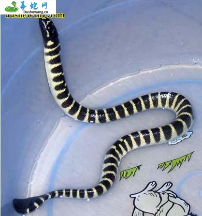 扁尾海蛇(有毒蛇)详细资料、图片及品种介绍
