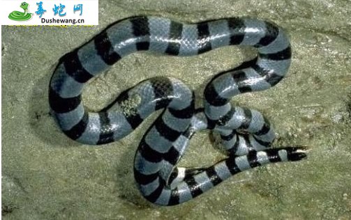 扁尾海蛇