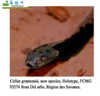 食草蛇(无毒蛇)详细资料、图片及品种介绍