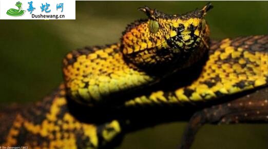 马提尔达角蝰(有毒蛇)详细资料、图片及品种介绍