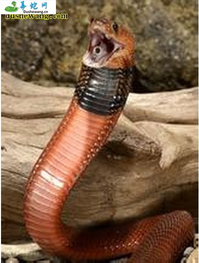 红喷毒眼镜蛇(有毒蛇)详细资料、图片及品种介绍