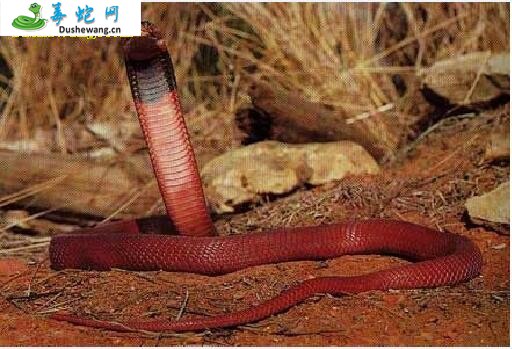 红喷毒眼镜蛇